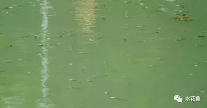 水产养殖中 水 的基础知识