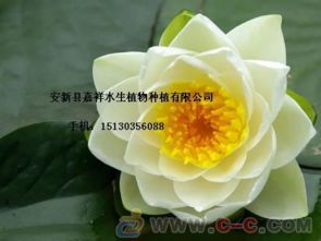 白色睡莲种苗 白色睡莲苗 白色睡莲价格 白色睡莲种植技术