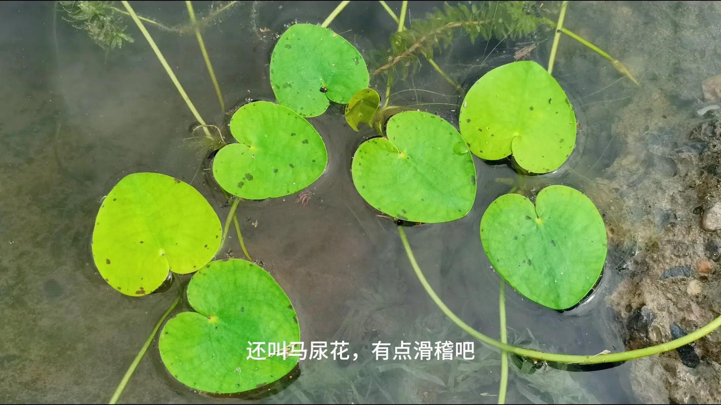 水鳖.这种水生植物你一定很熟悉吧!河边水塘