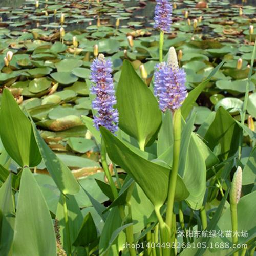 江苏宿迁批发 水生植物 优质 千屈菜苗 水体净化 优质苗 现货价格