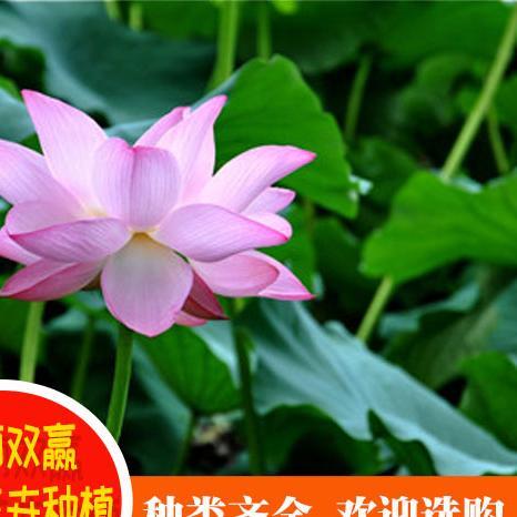 太原优质水生花卉厂家-太原优质水生美人蕉基地