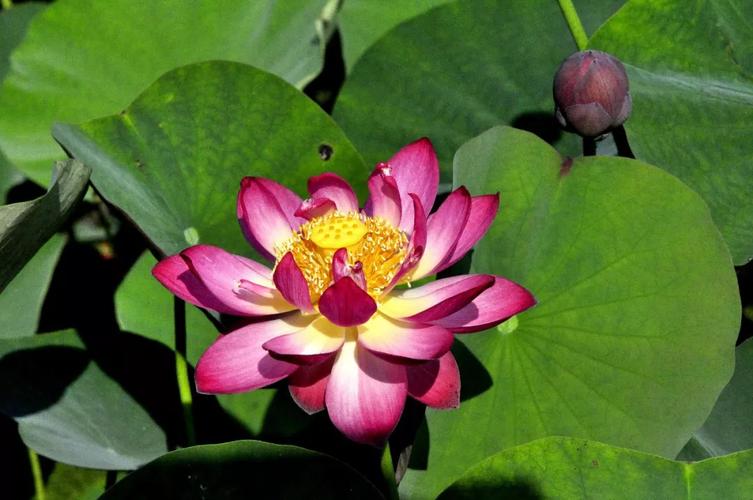 2018'第二届全国水生植物学术研讨会暨种质资源保护联盟