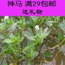 水花生 最新最全产品参考信息与水生植物全方位解读