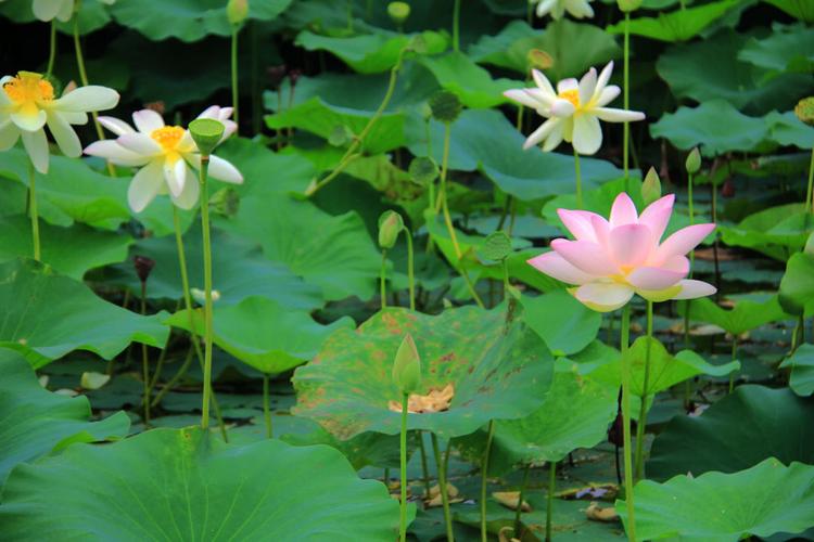山东海阳河清岛水生植物园 碧水芳华二十景