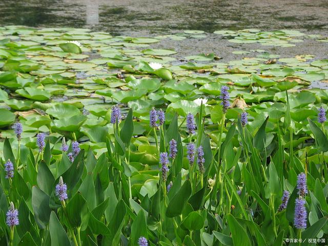 再力花 湿地之美，水生植物的魅力
