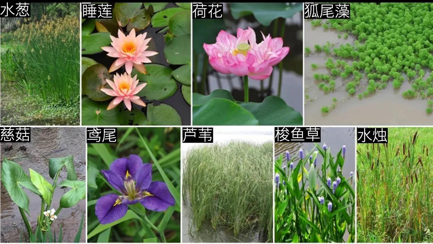 庭院水景的灵魂 80种常见水生植物及配置平面指南