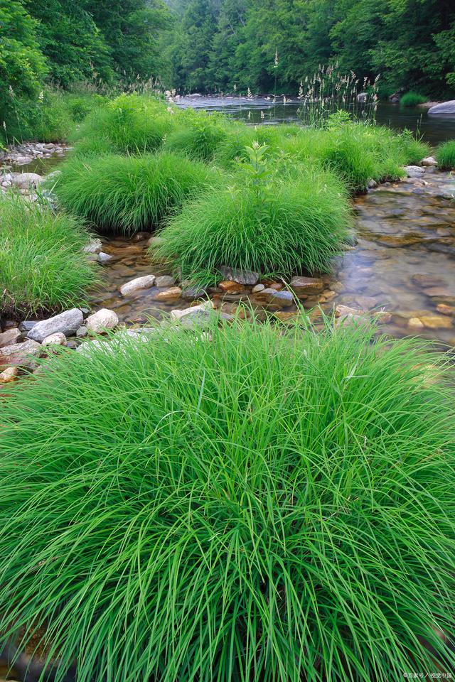 水生植物的生态习性与观赏价值